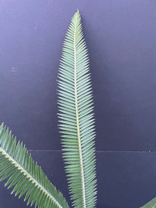Dioon planifolium