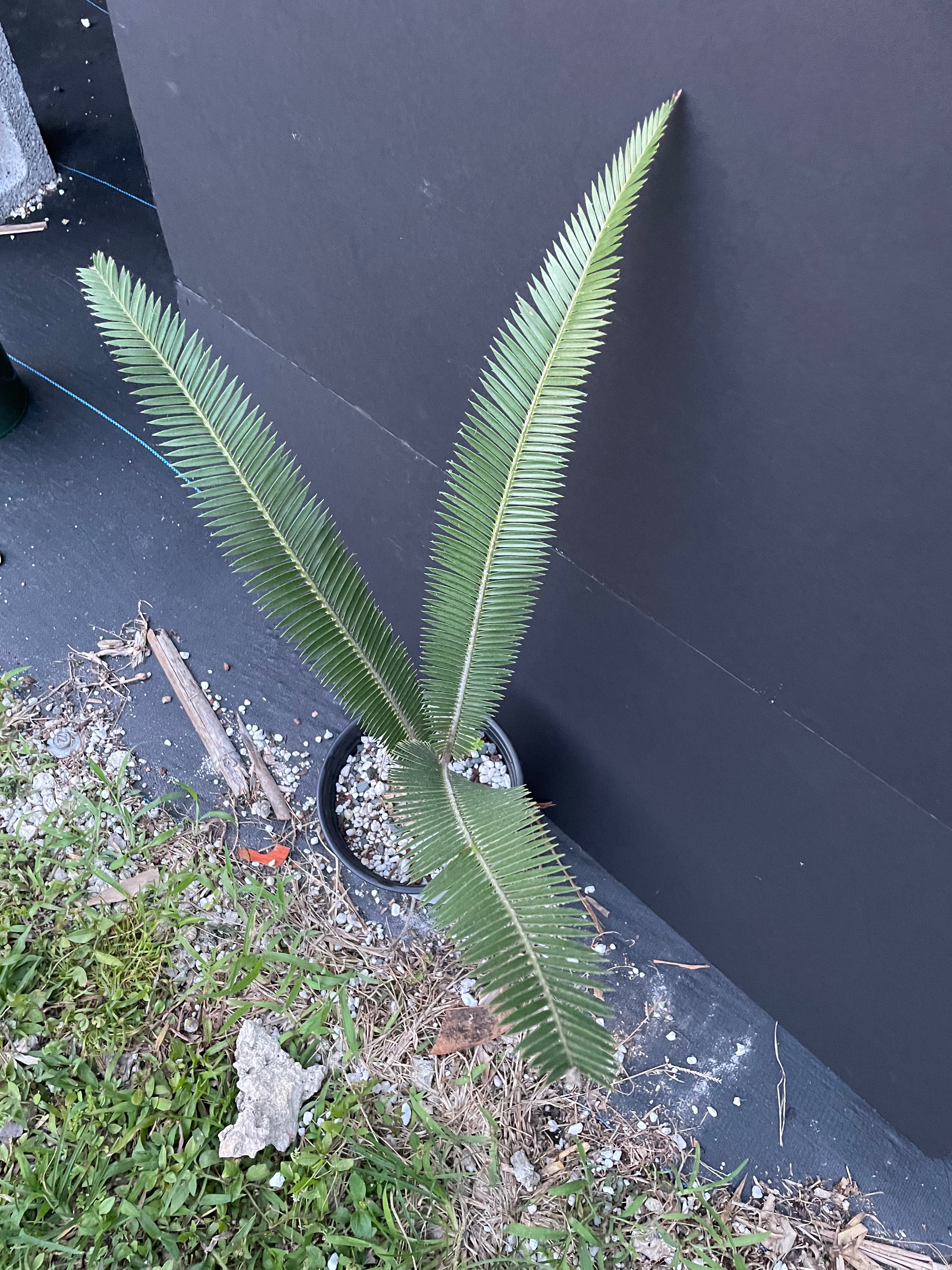 Dioon planifolium