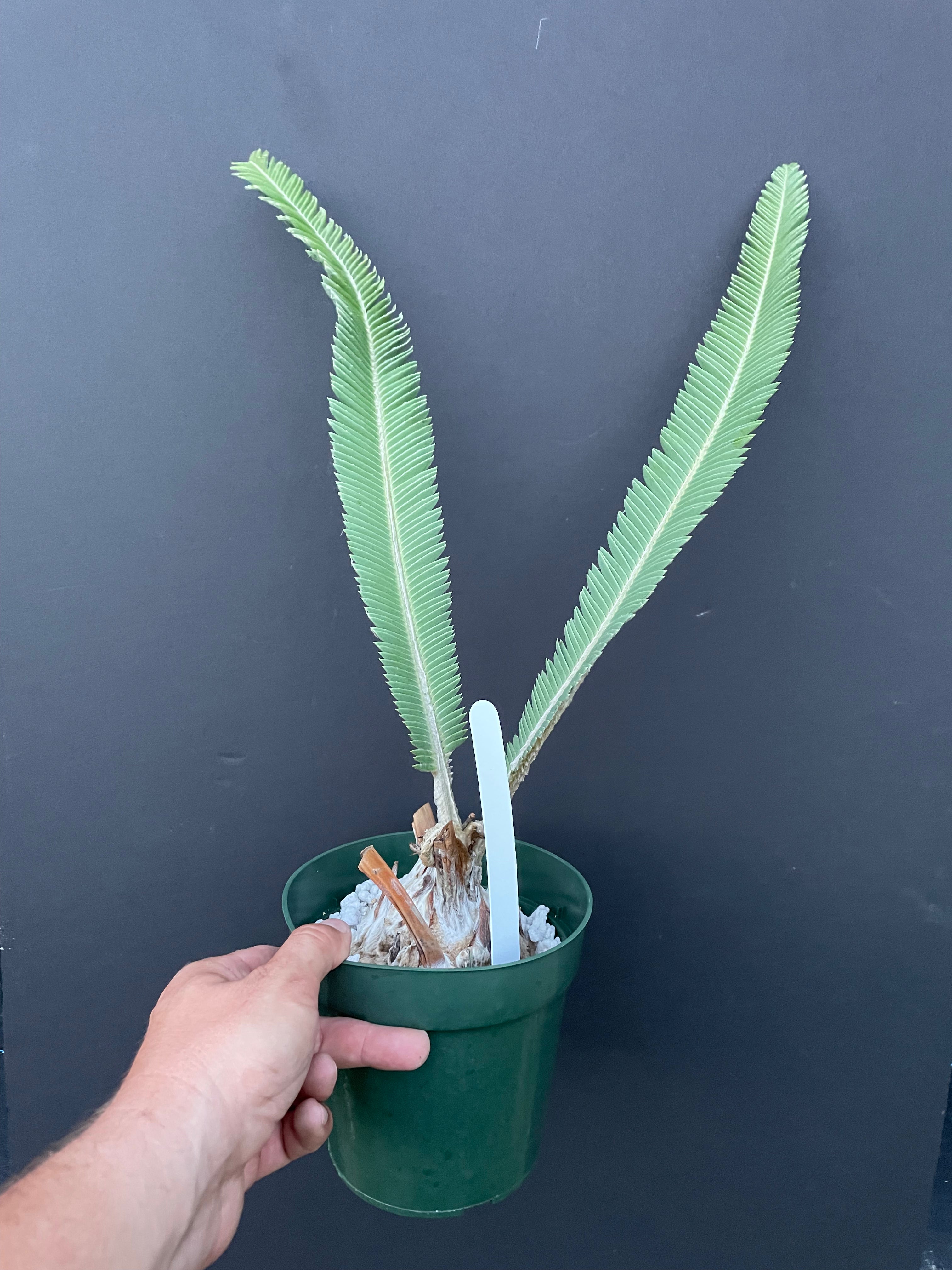 Dioon salas-moralesiae