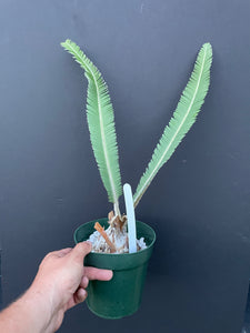 Dioon salas-moralesiae