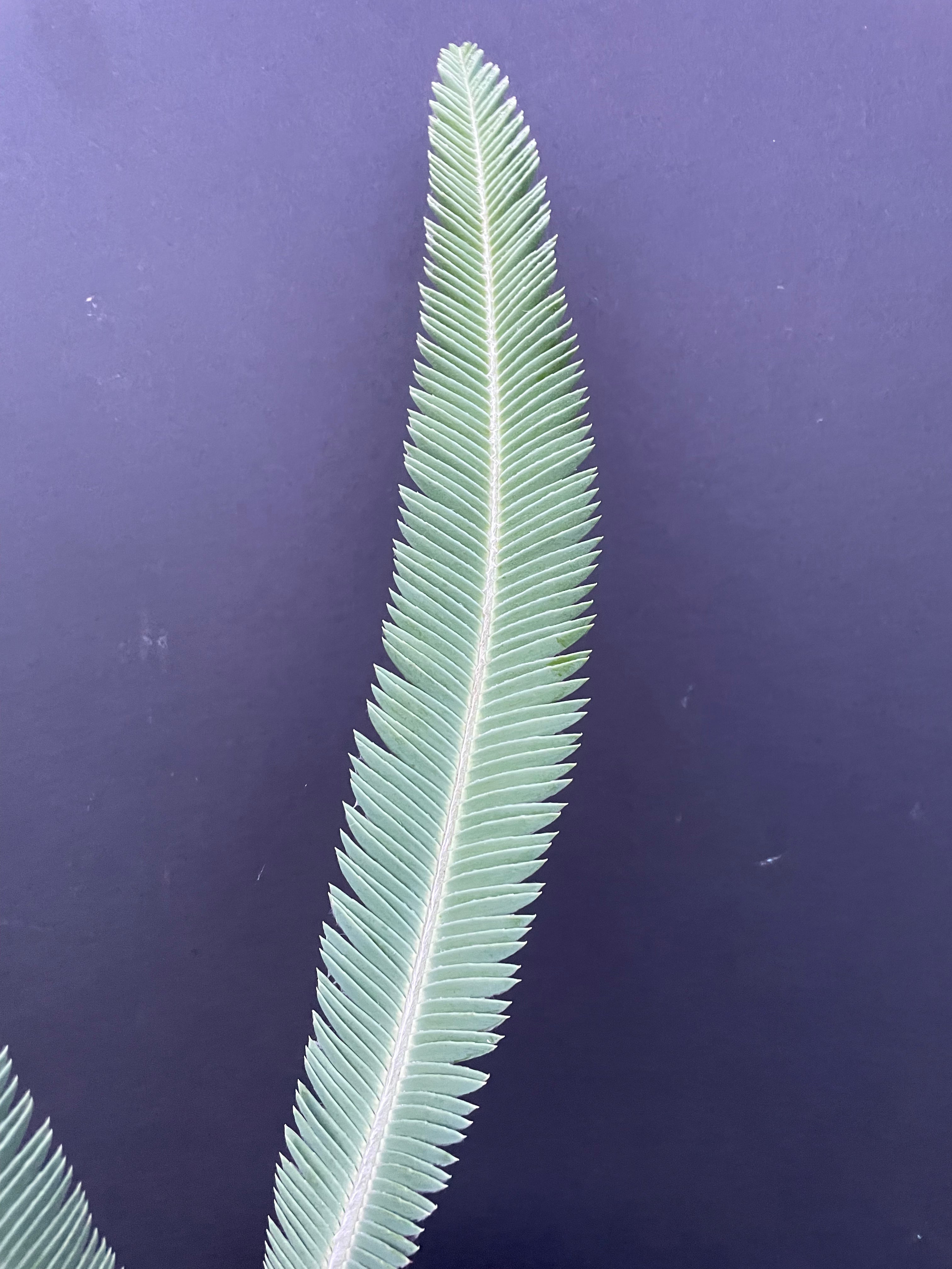 Dioon salas-moralesiae