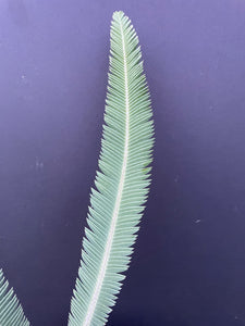 Dioon salas-moralesiae