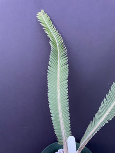 Dioon salas-moralesiae