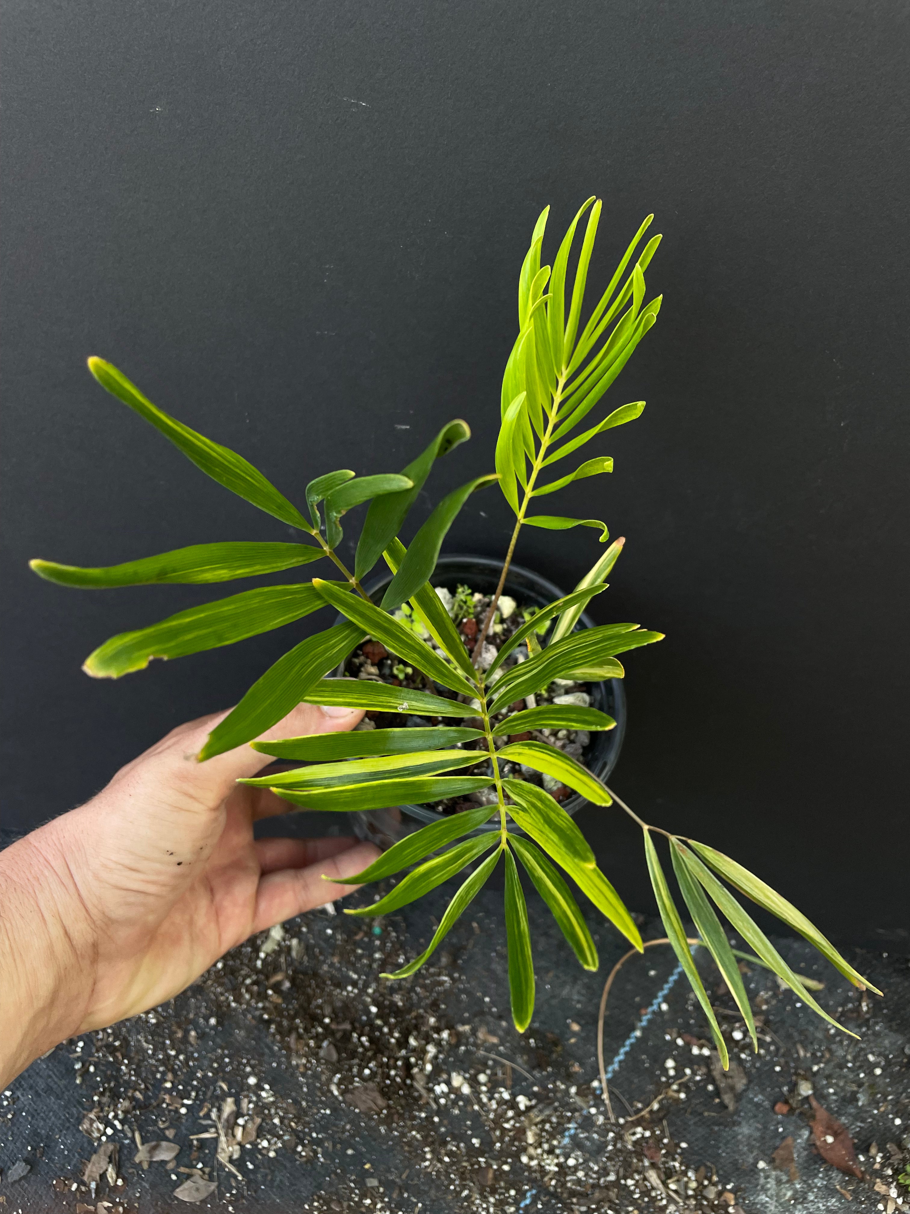 Zamia integrifolia variegated