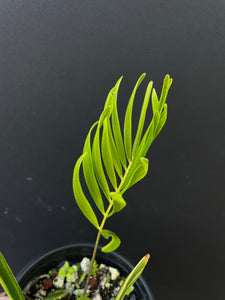 Zamia integrifolia variegated