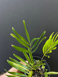 Zamia integrifolia variegated