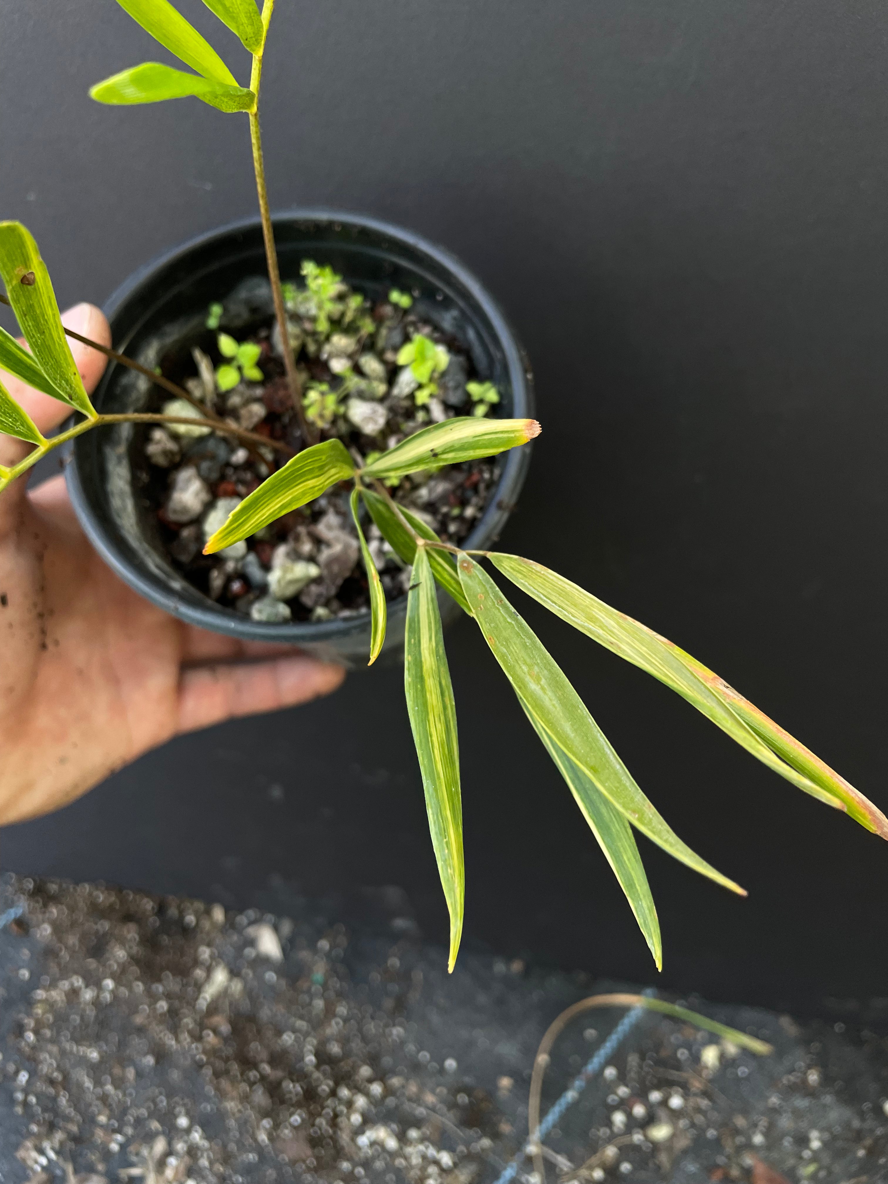 Zamia integrifolia variegated