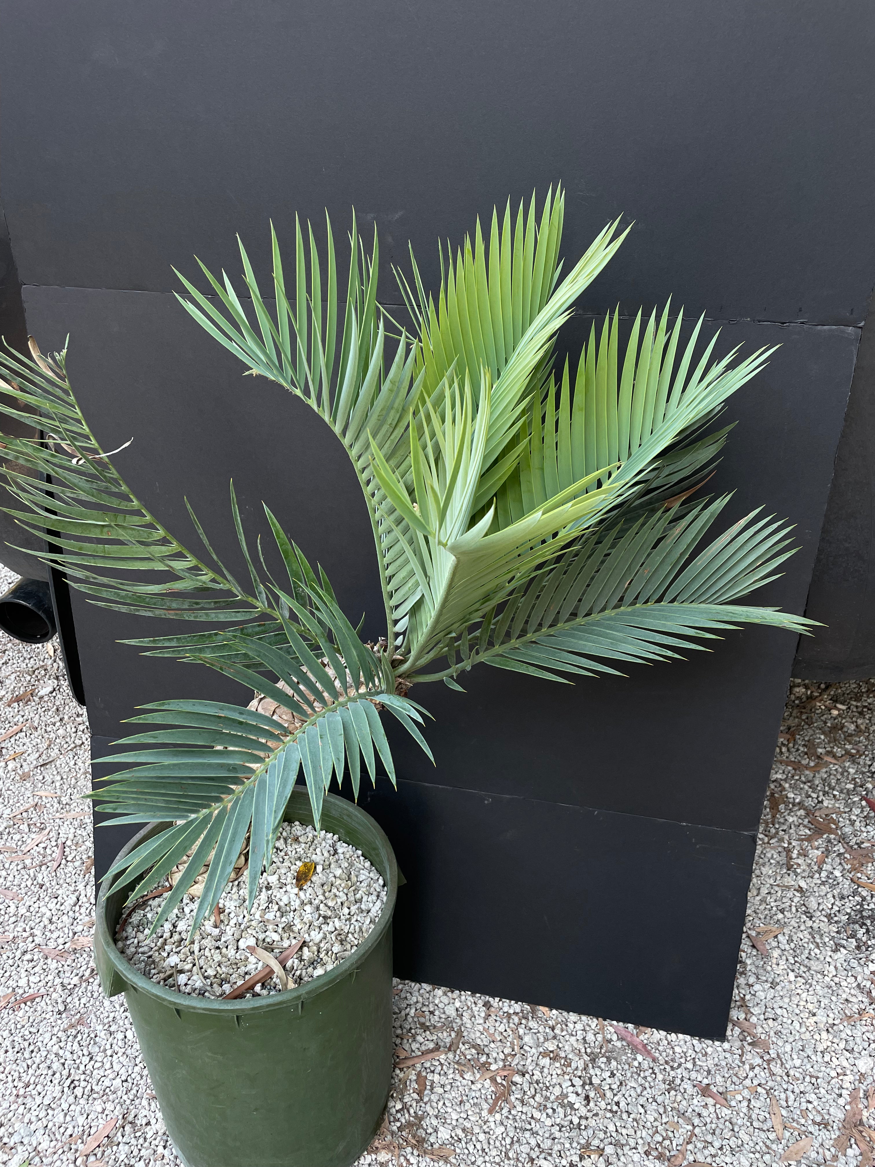 Encephalartos princeps