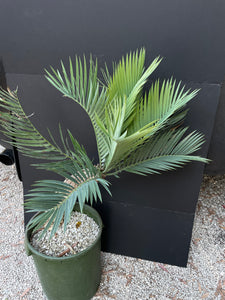 Encephalartos princeps