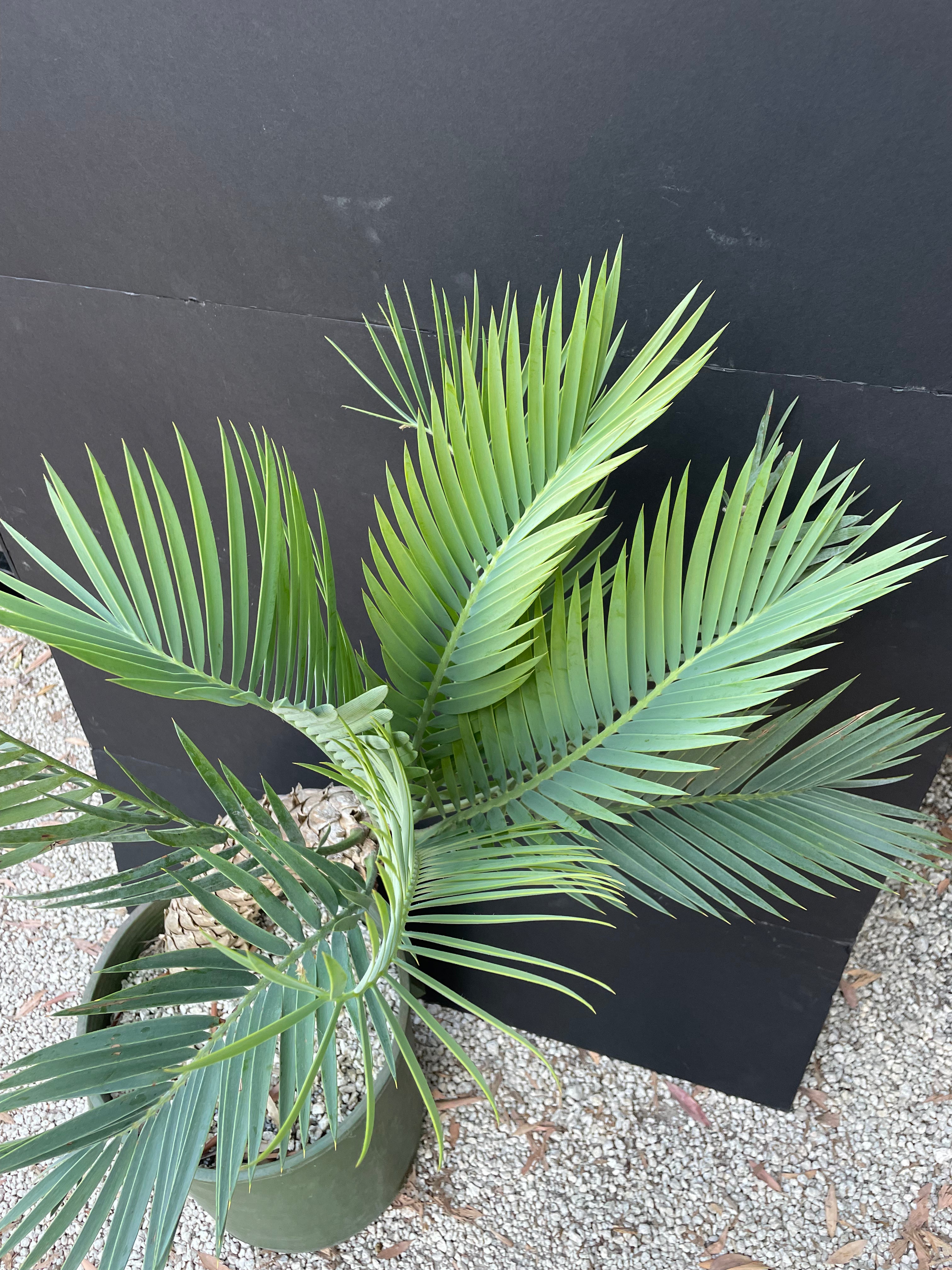 Encephalartos princeps
