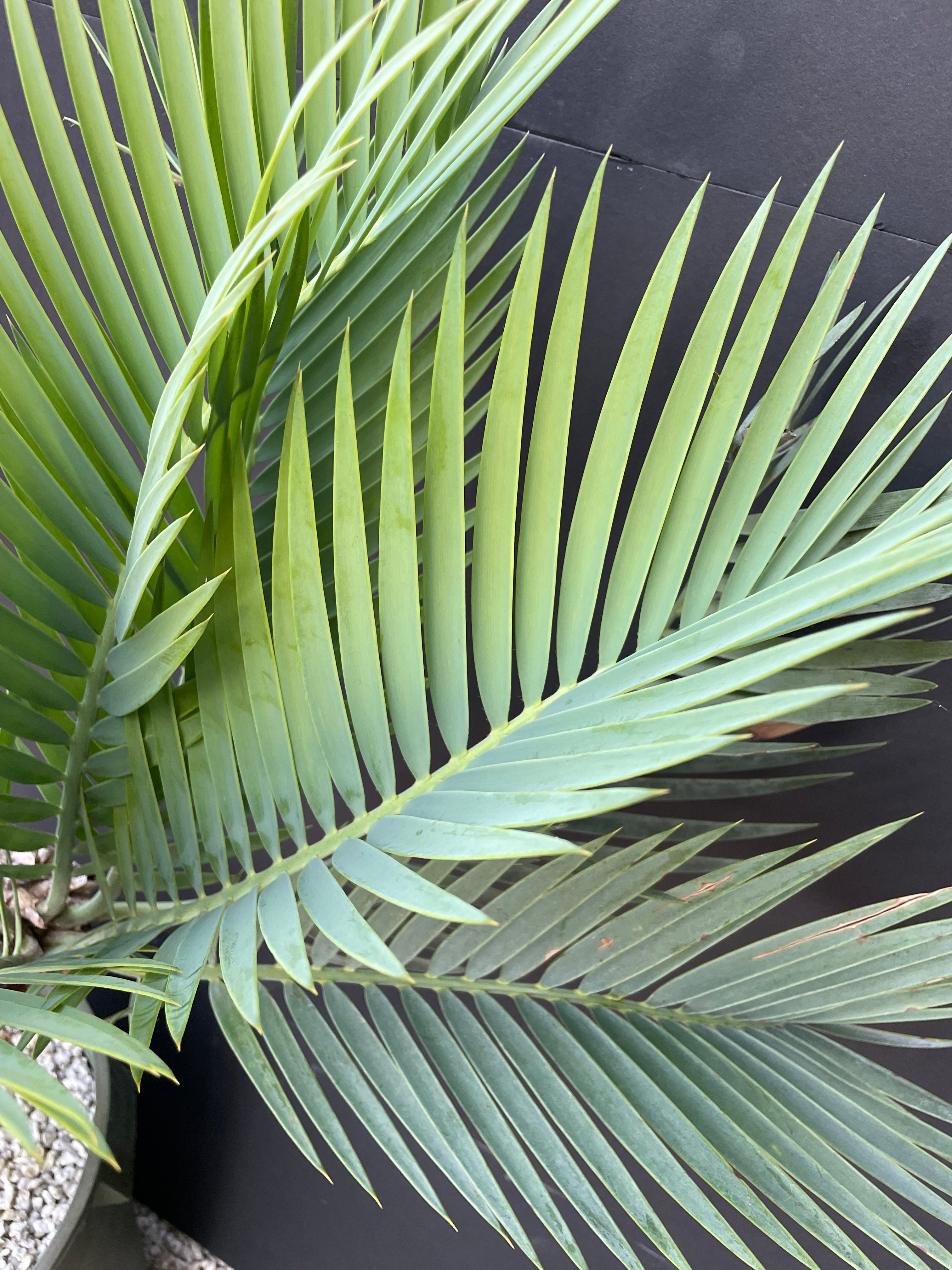Encephalartos princeps