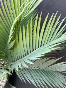 Encephalartos princeps