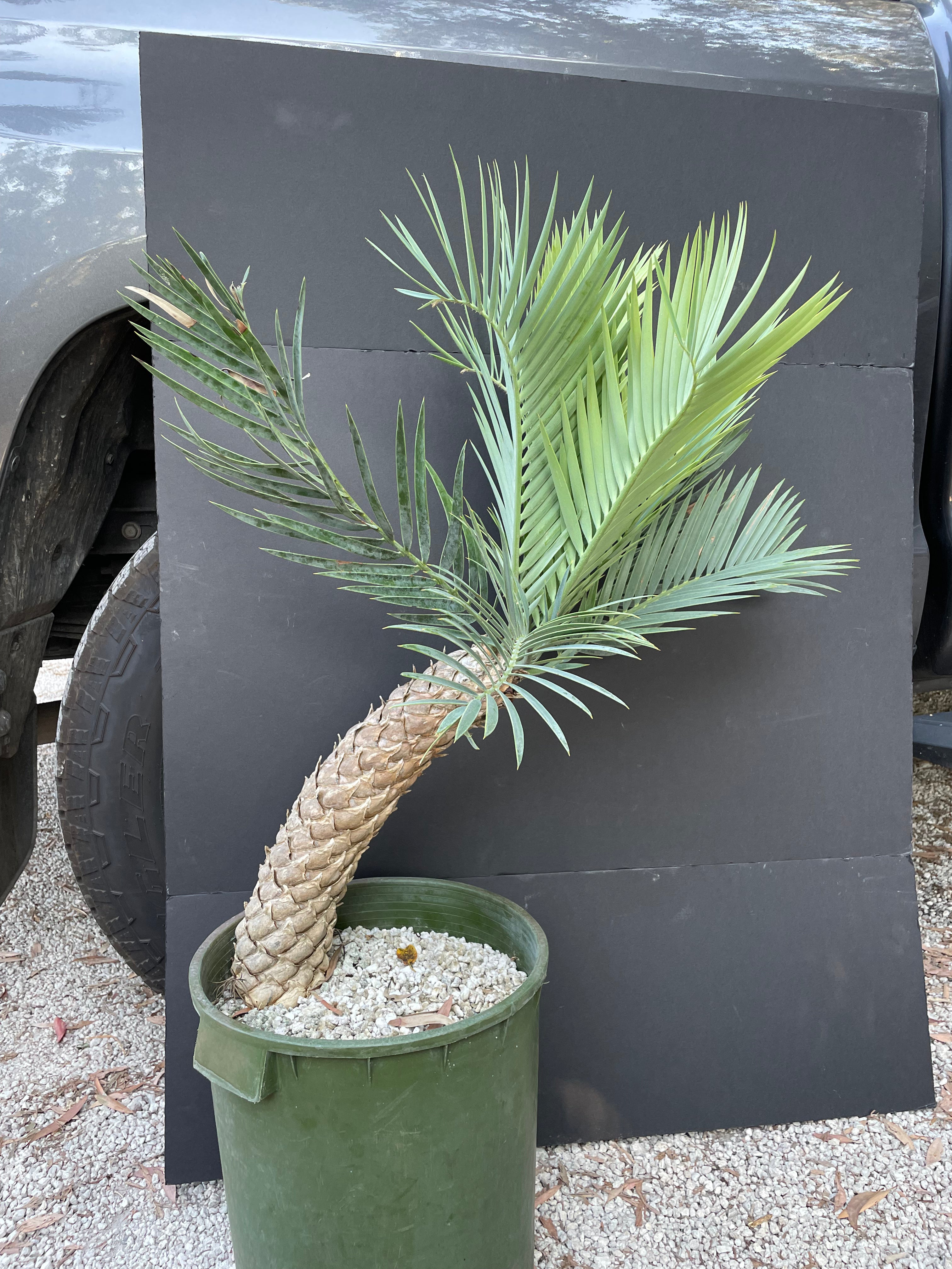 Encephalartos princeps