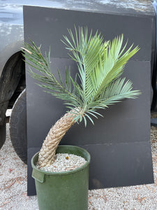 Encephalartos princeps