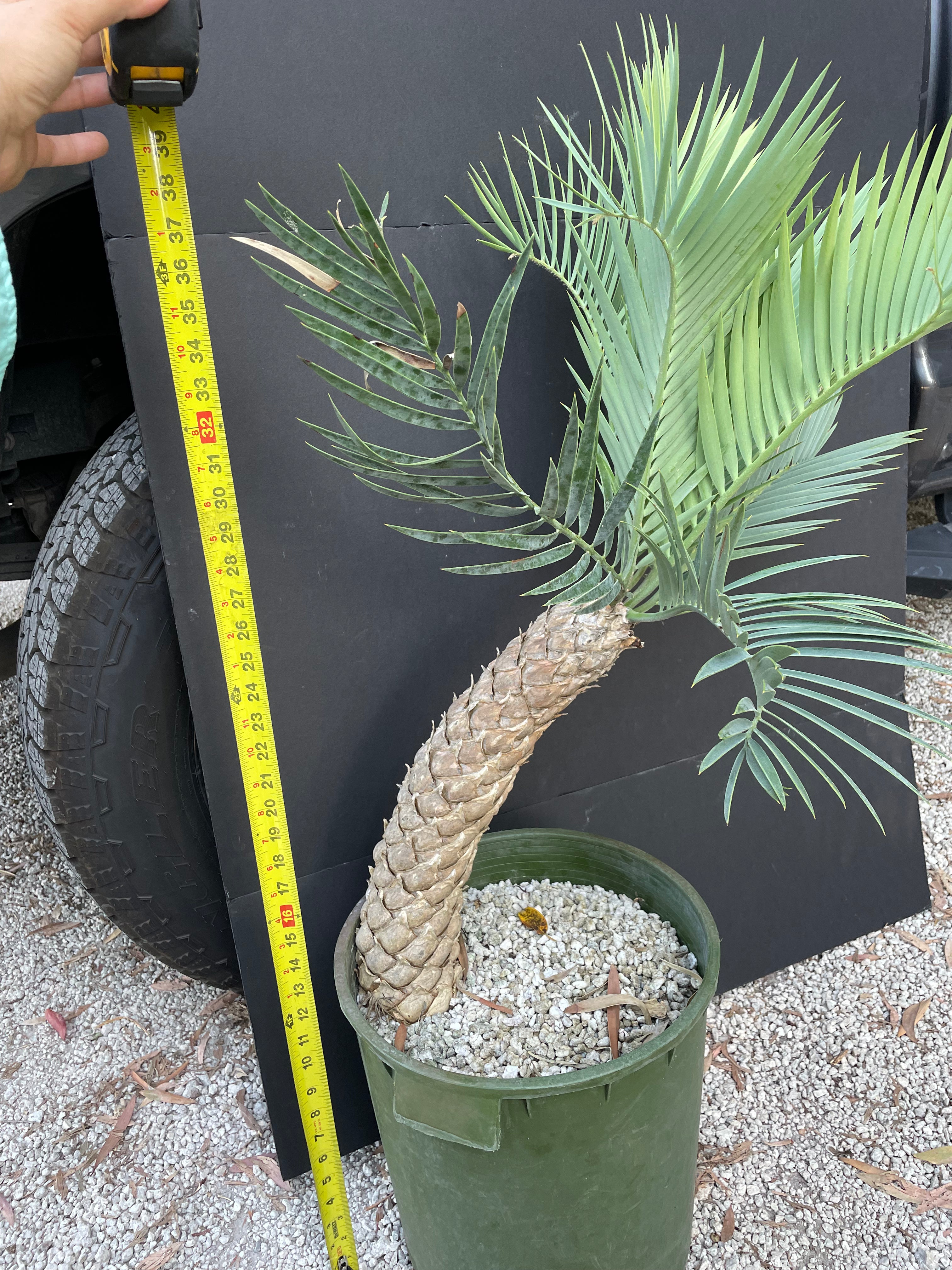 Encephalartos princeps