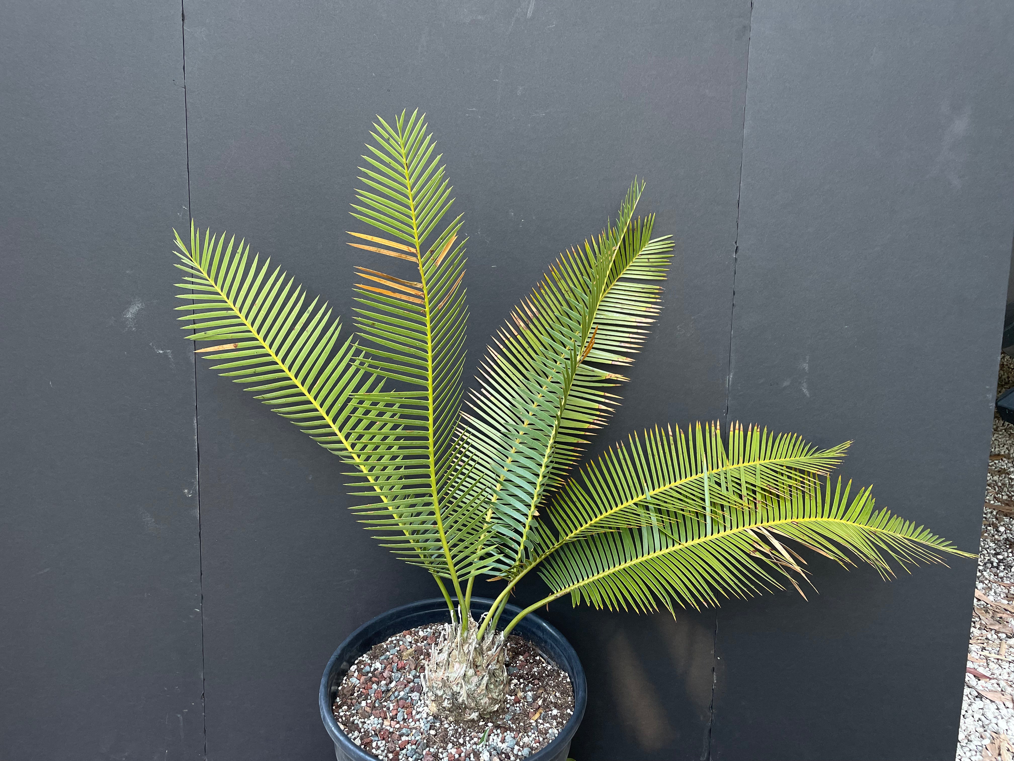 Dioon vovidesii