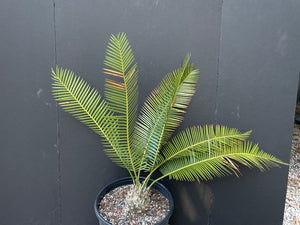 Dioon vovidesii