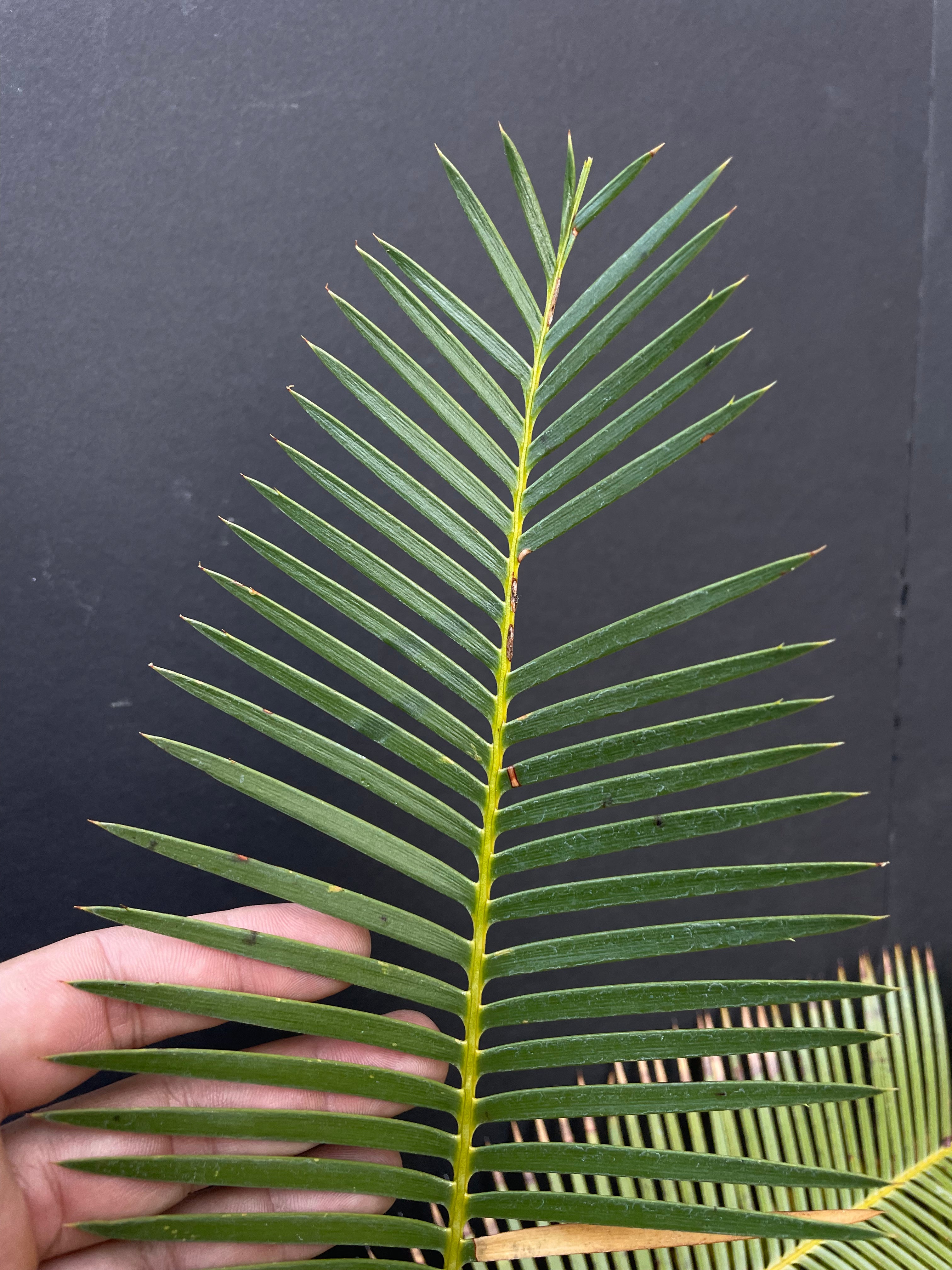 Dioon vovidesii