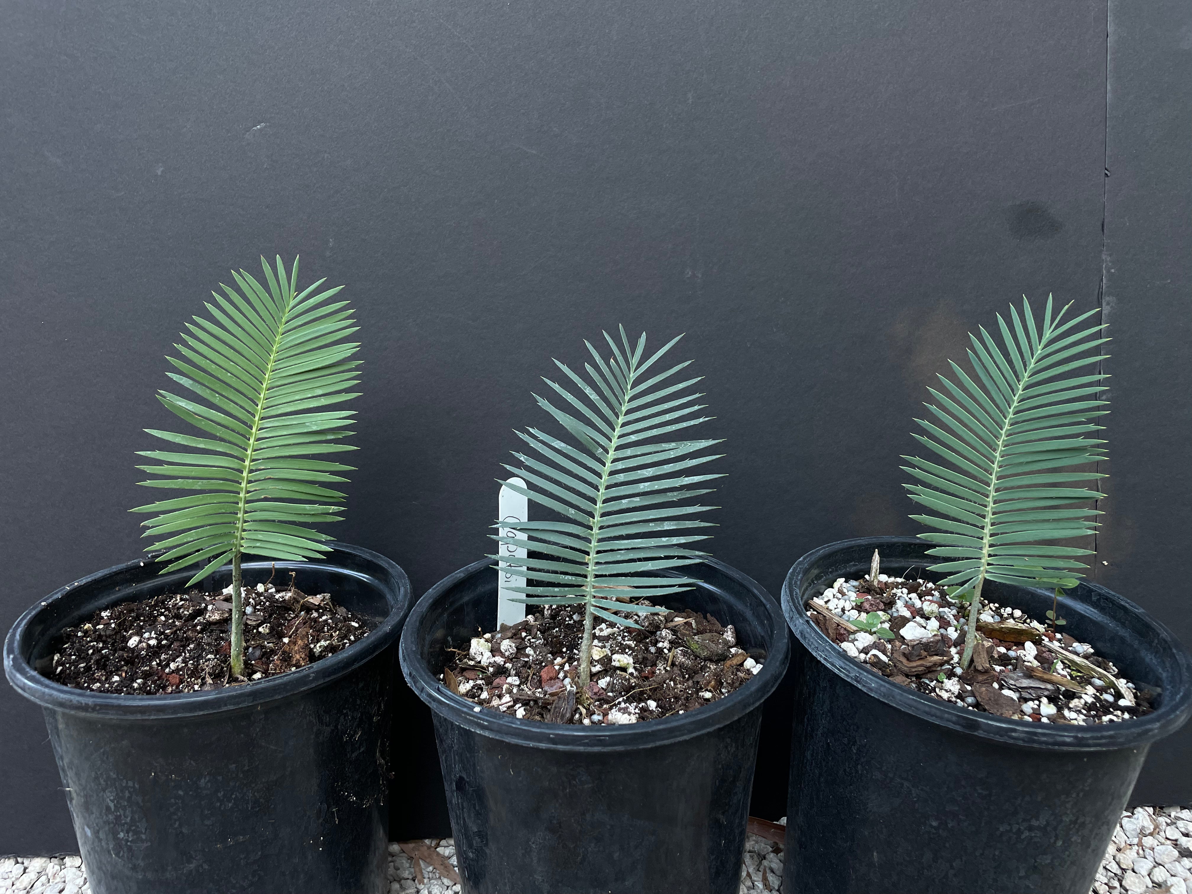 Dioon caputoi "growers choice"