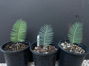 Dioon caputoi "growers choice"