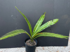 Dioon merolae