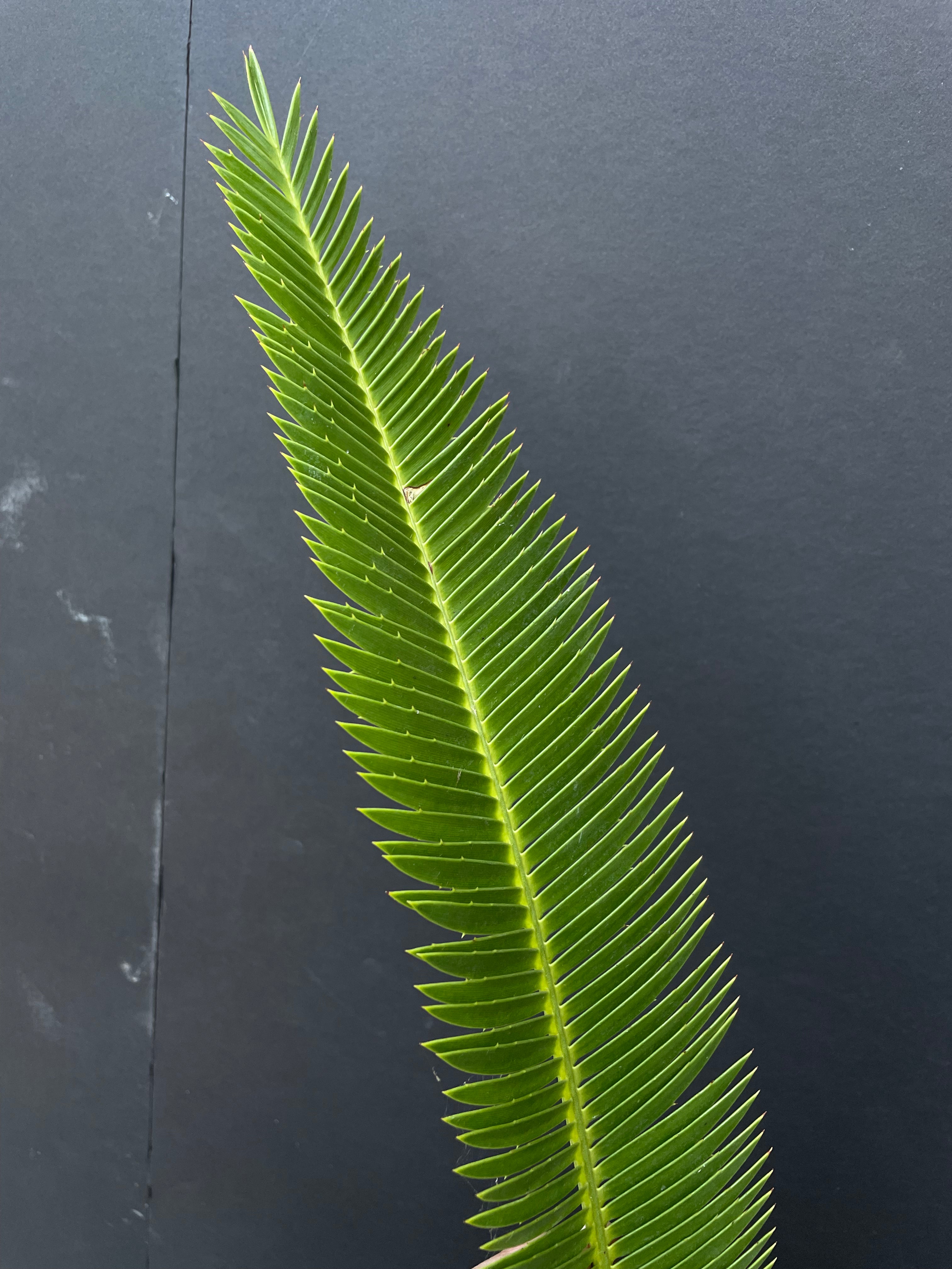 Dioon merolae