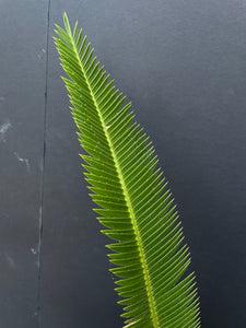 Dioon merolae