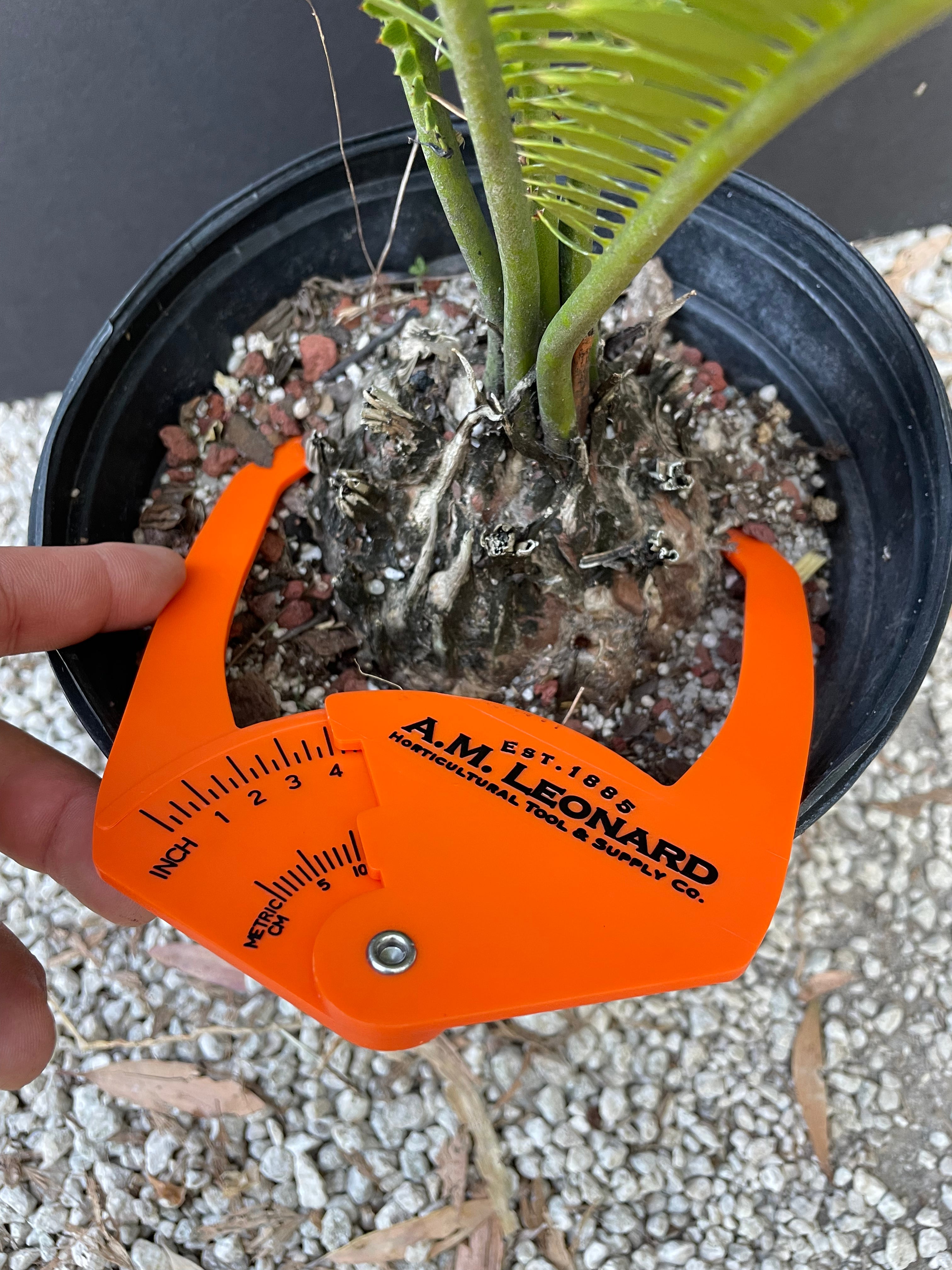 Dioon merolae