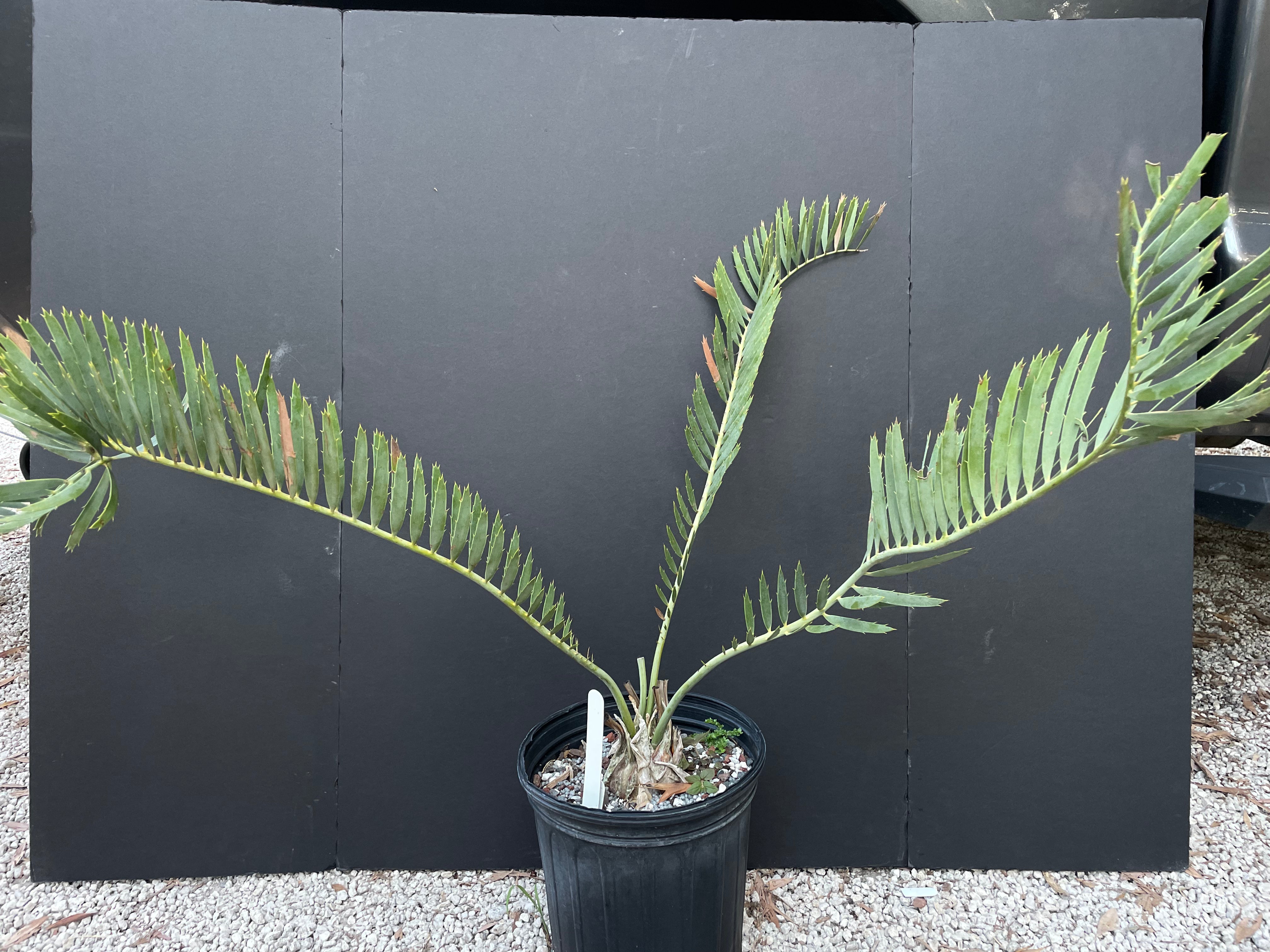 Encephalartos cupidus