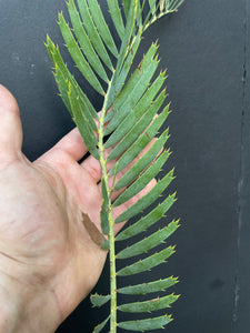 Encephalartos cupidus