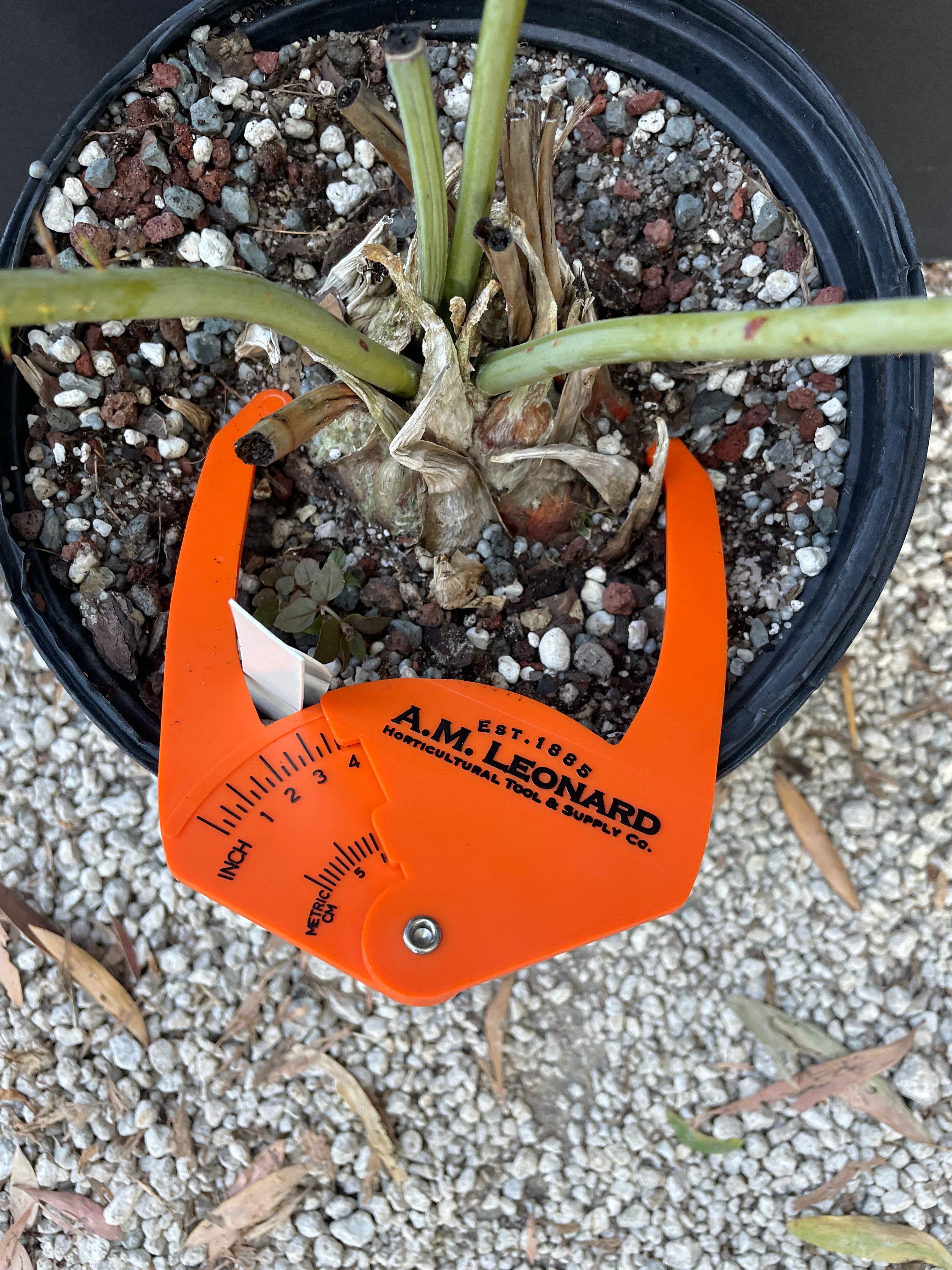 Encephalartos cupidus