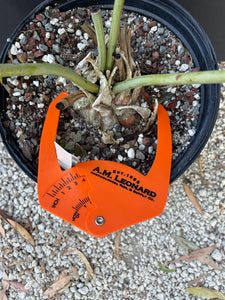 Encephalartos cupidus