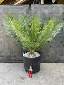 Encephalartos cerinus