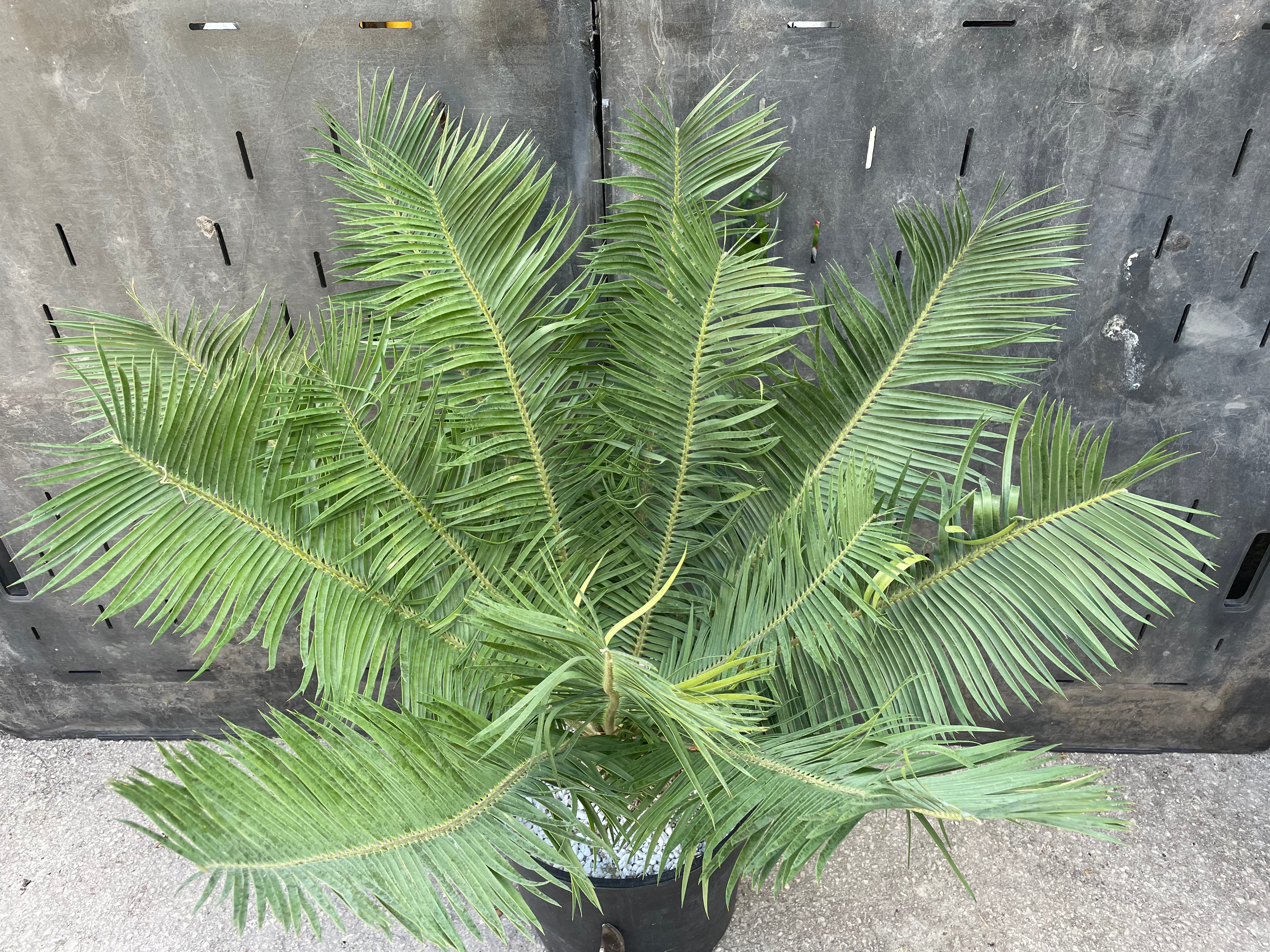 Encephalartos cerinus