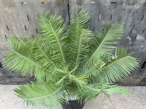 Encephalartos cerinus