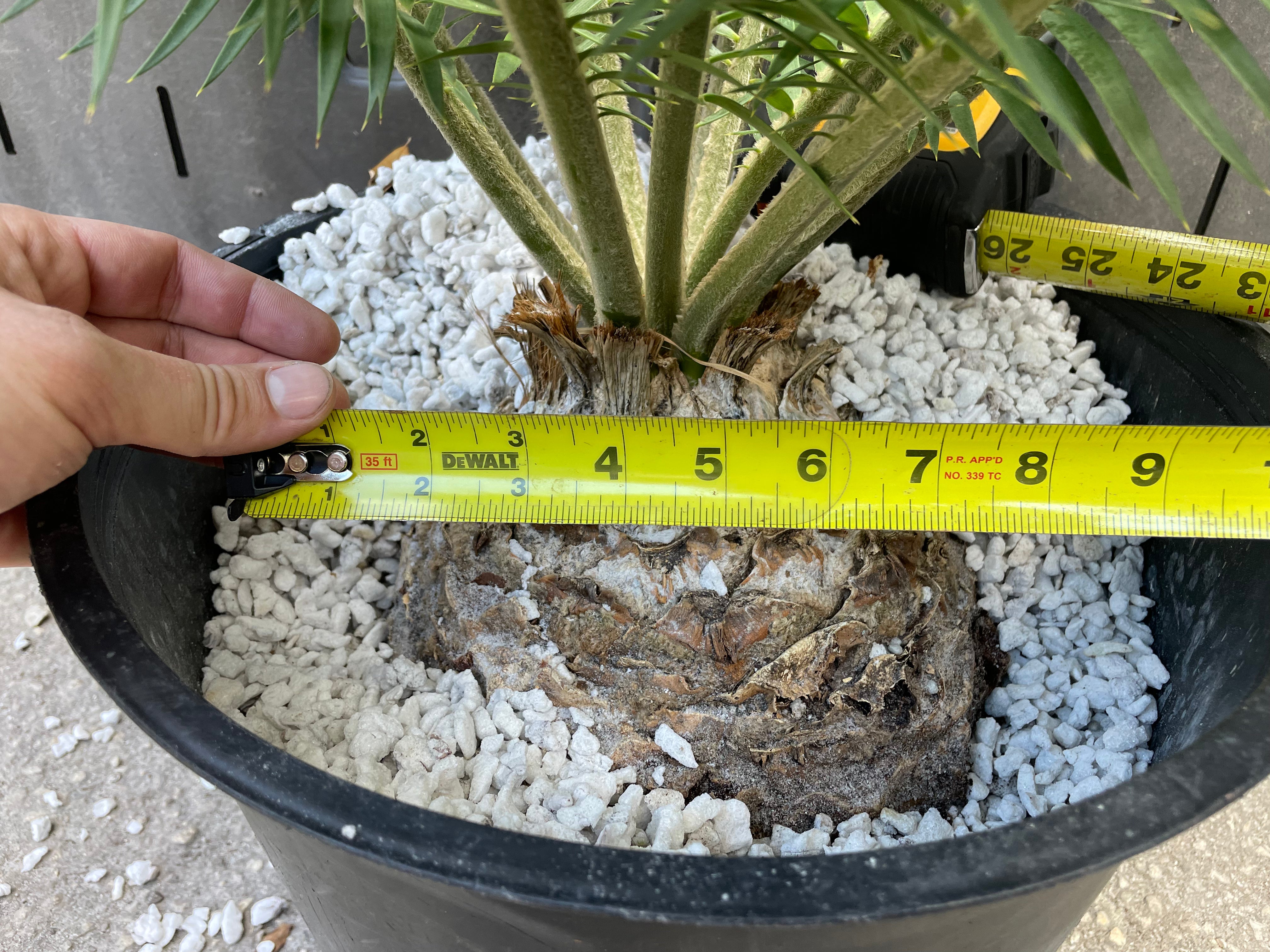 Encephalartos cerinus