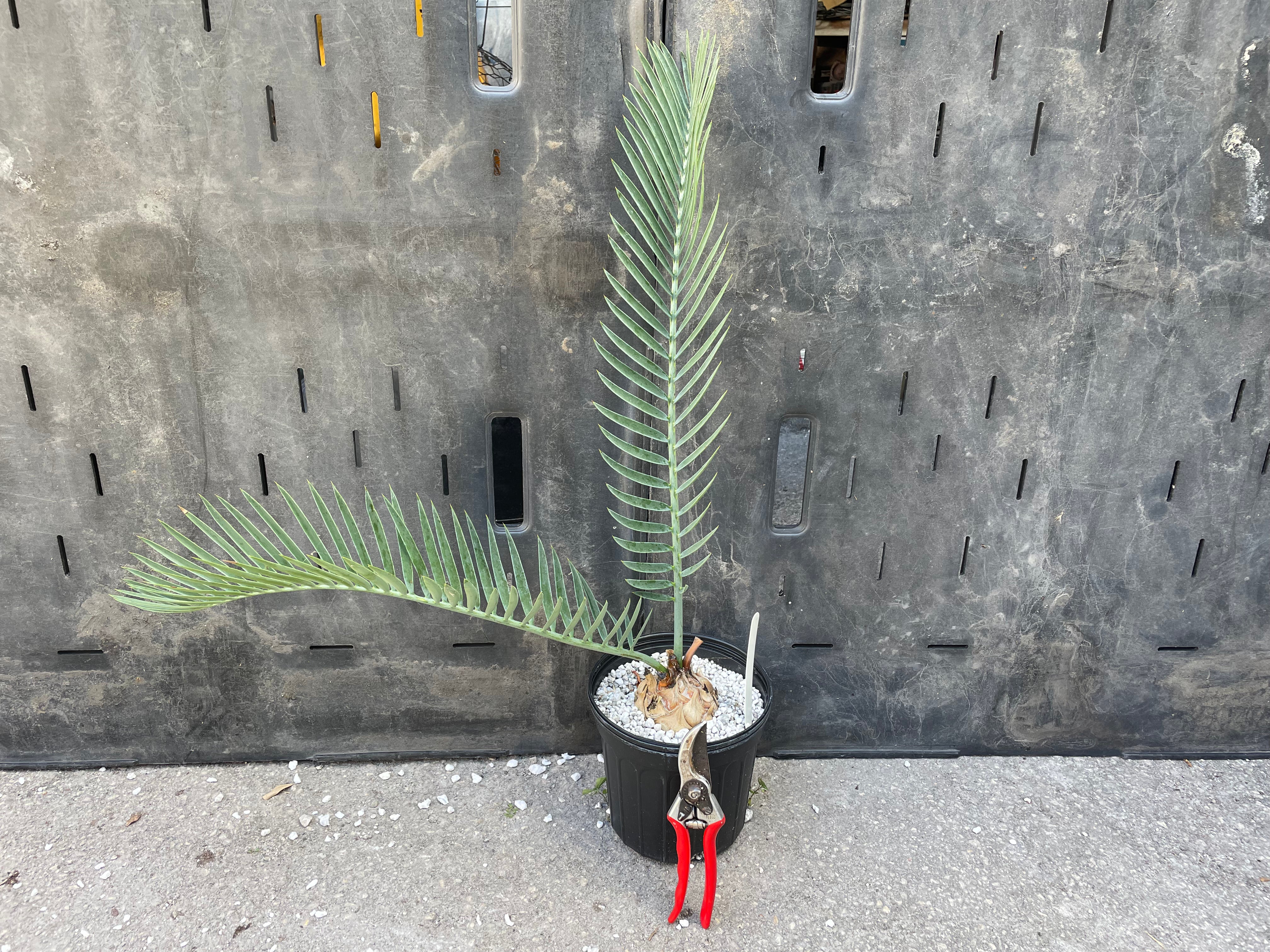 Encephalartos lehmannii