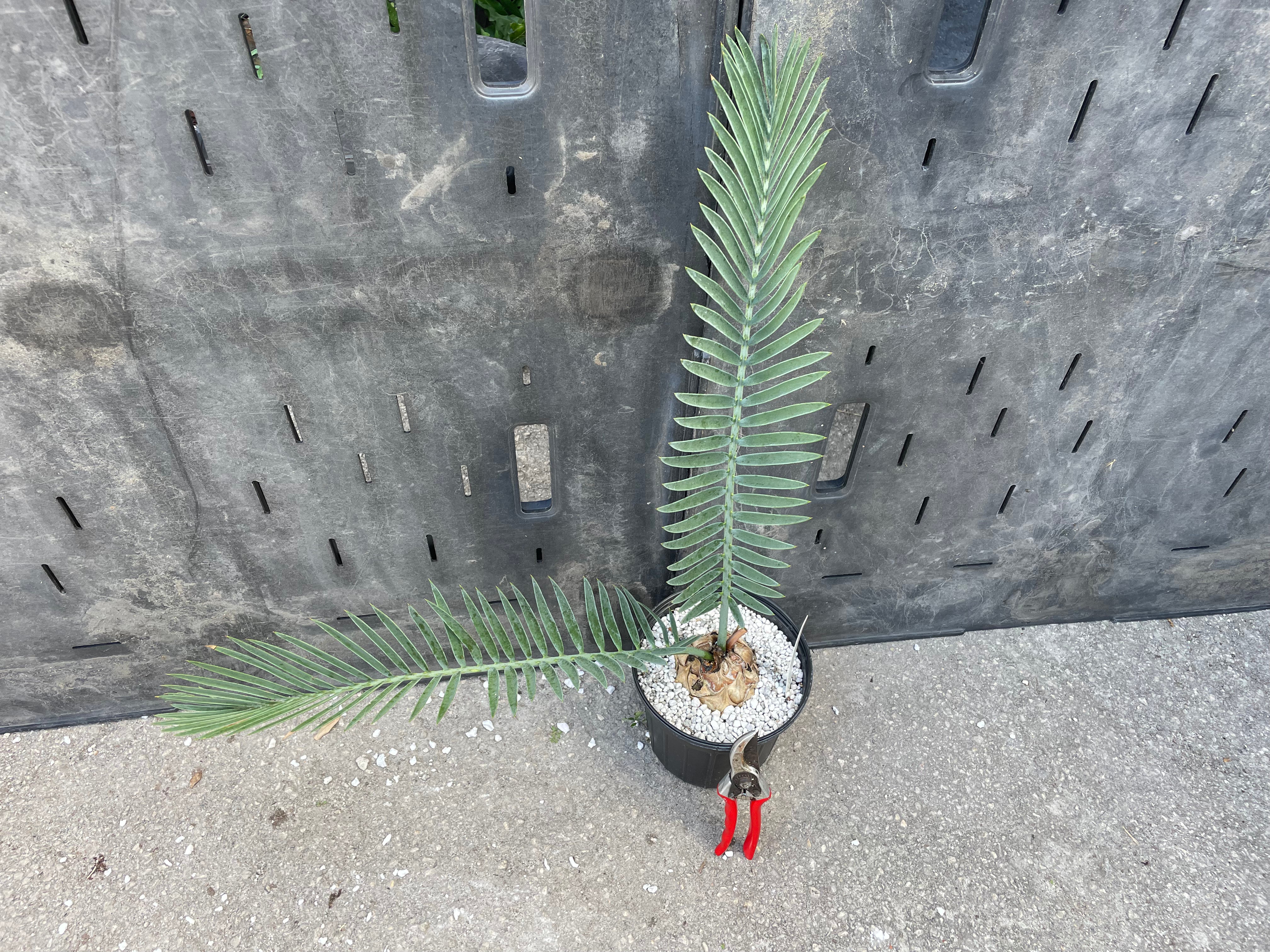 Encephalartos lehmannii