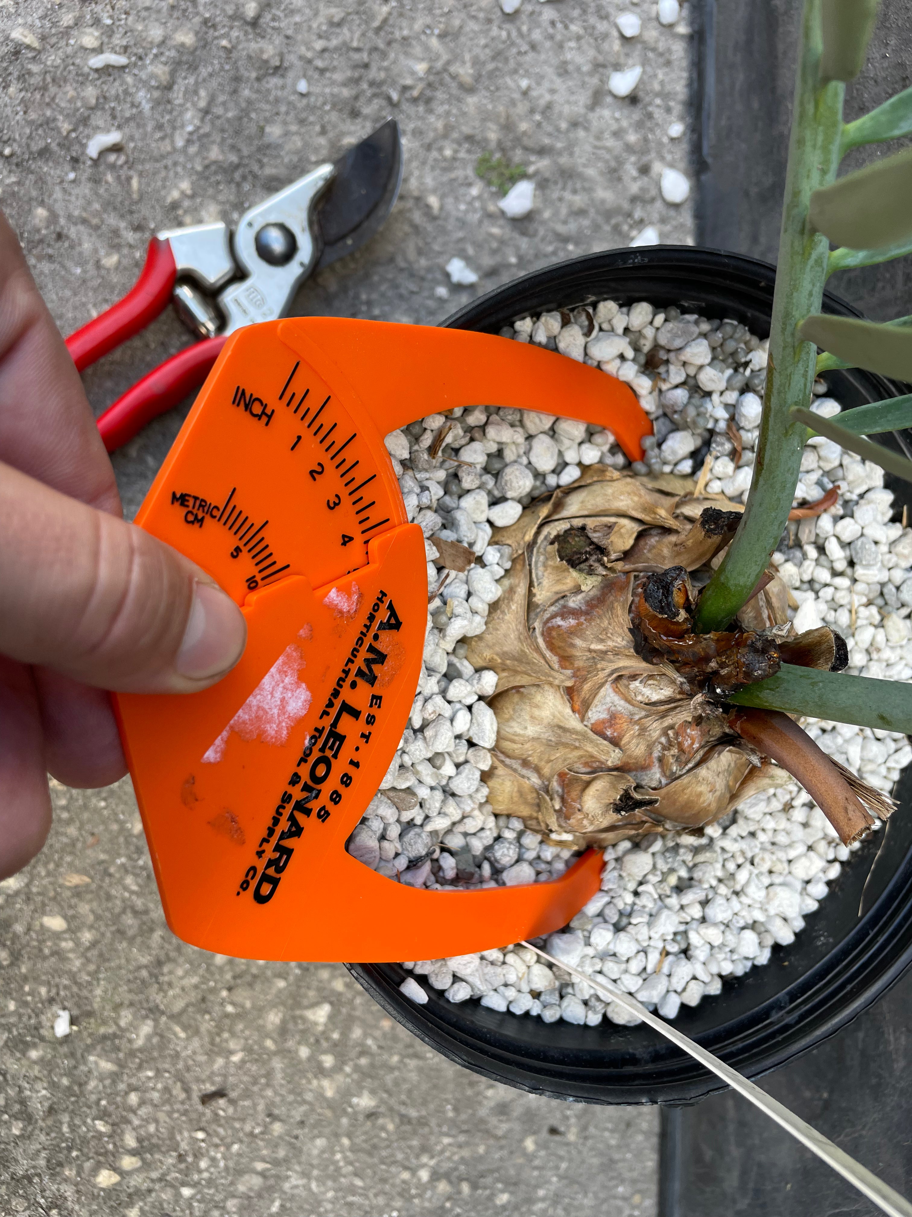 Encephalartos lehmannii