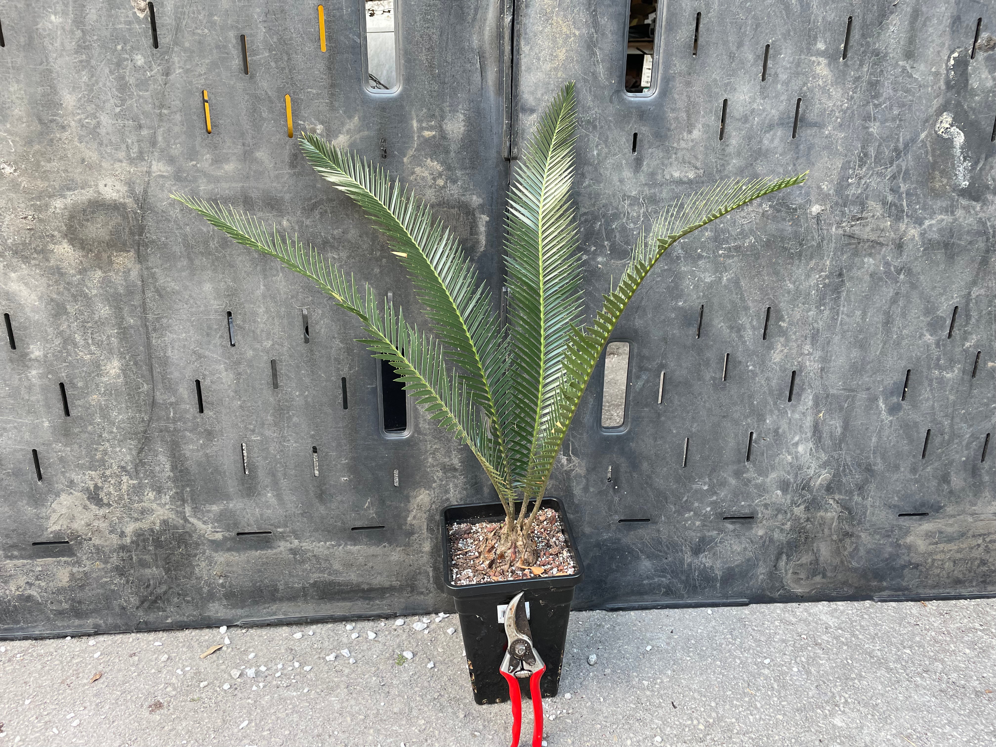 Dioon sp. giant purpusii