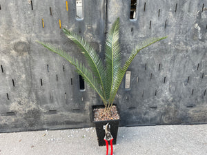 Dioon sp. giant purpusii