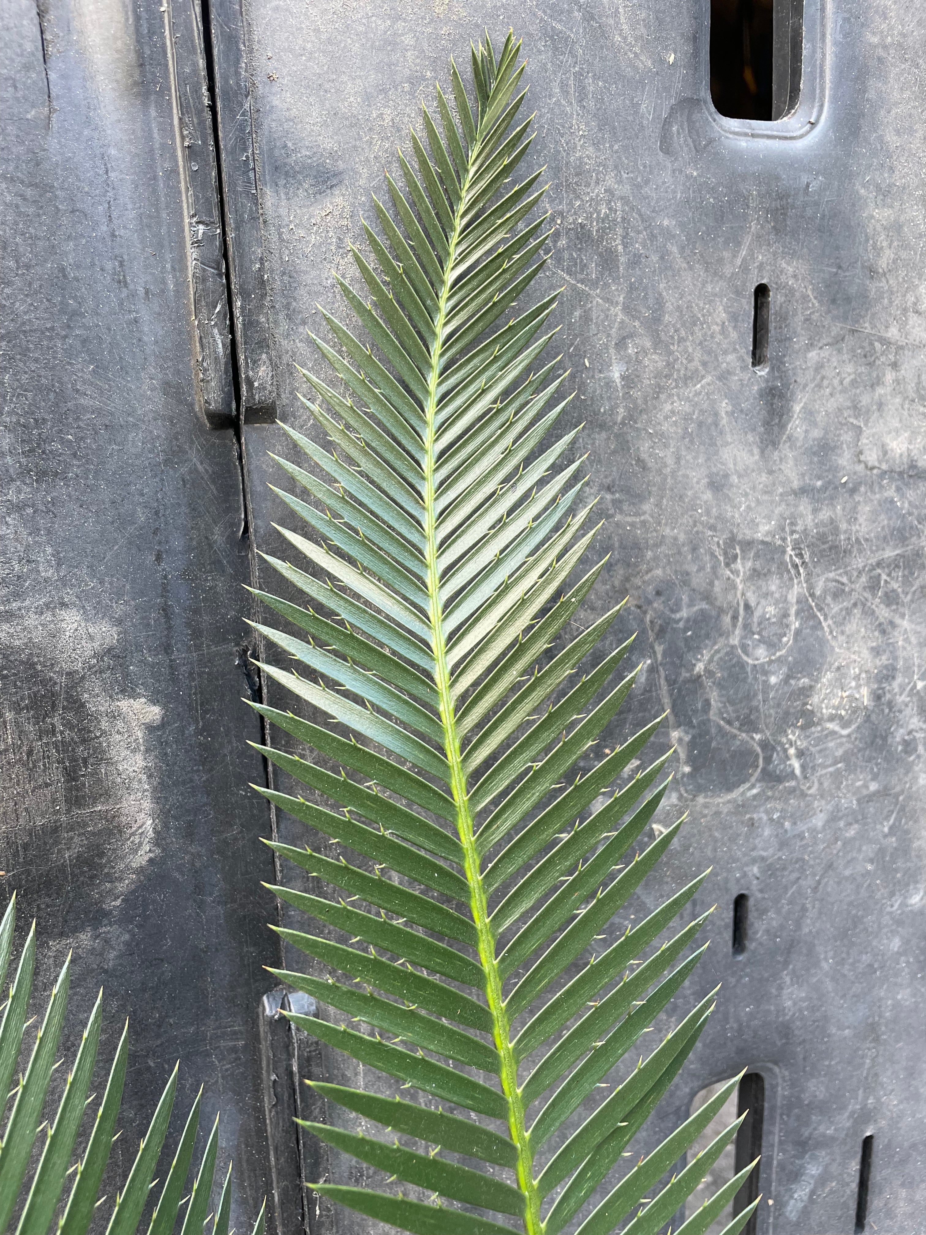 Dioon sp. giant purpusii