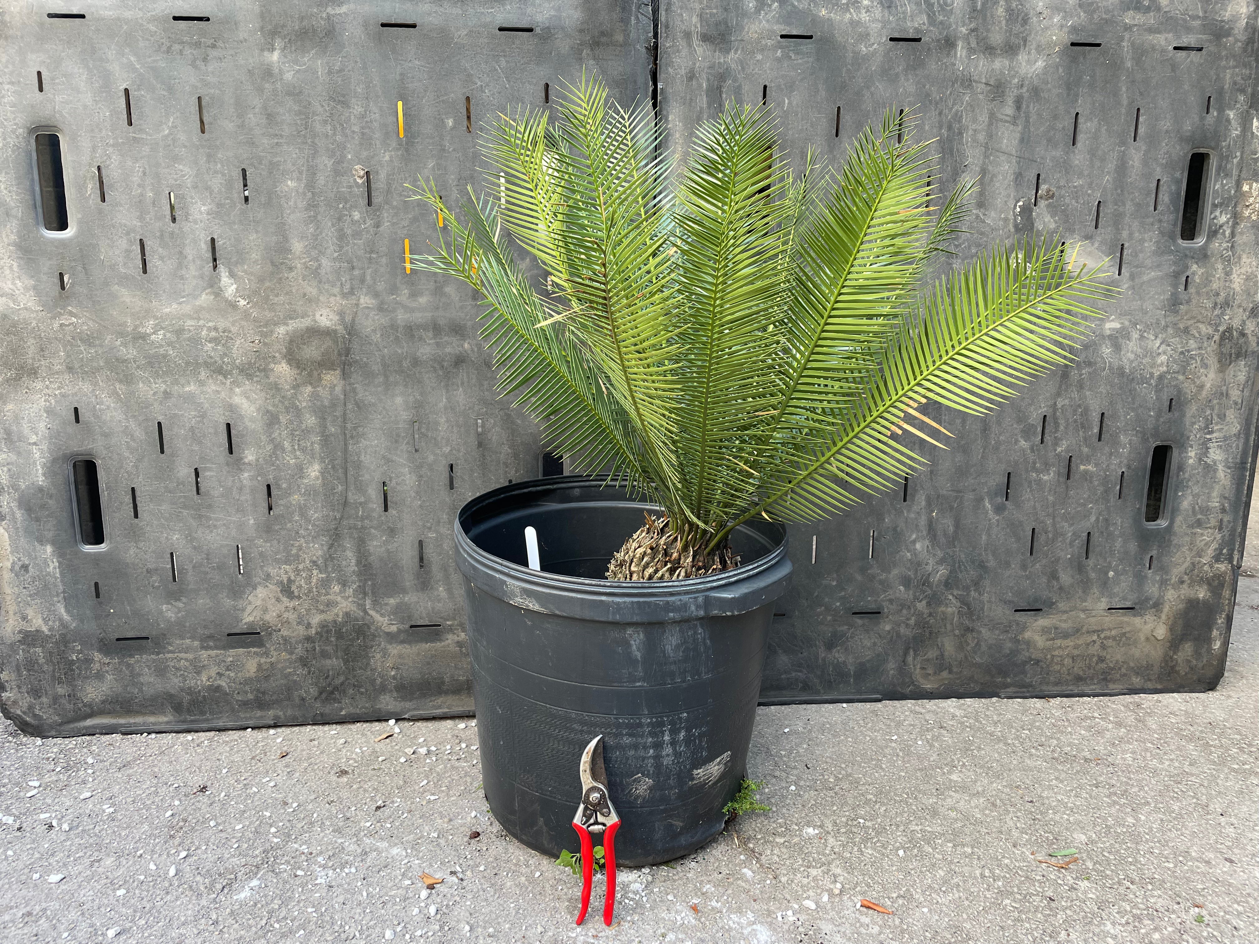 Dioon caputoi