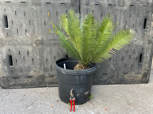 Dioon caputoi