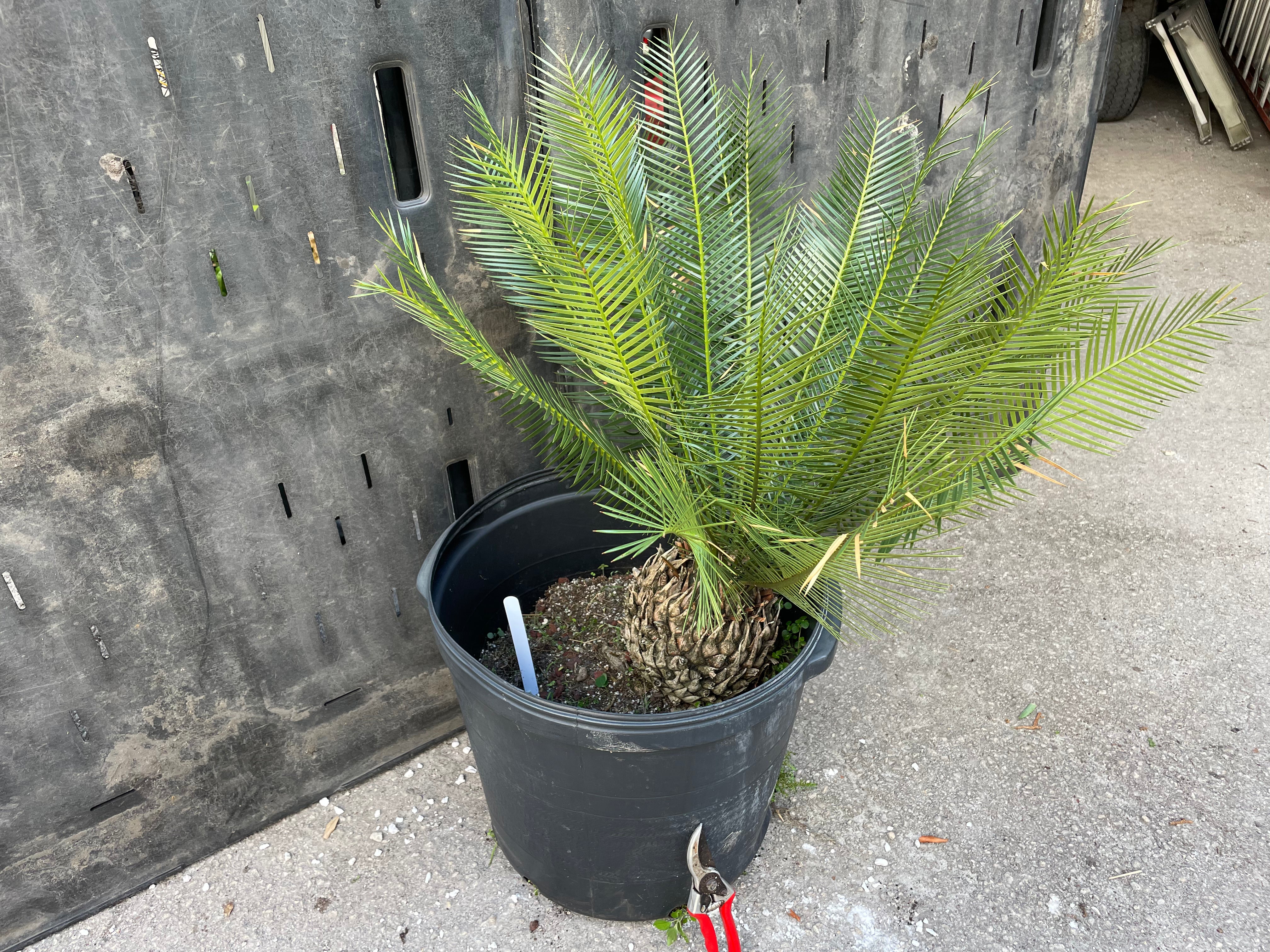 Dioon caputoi