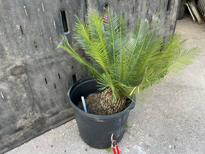 Dioon caputoi