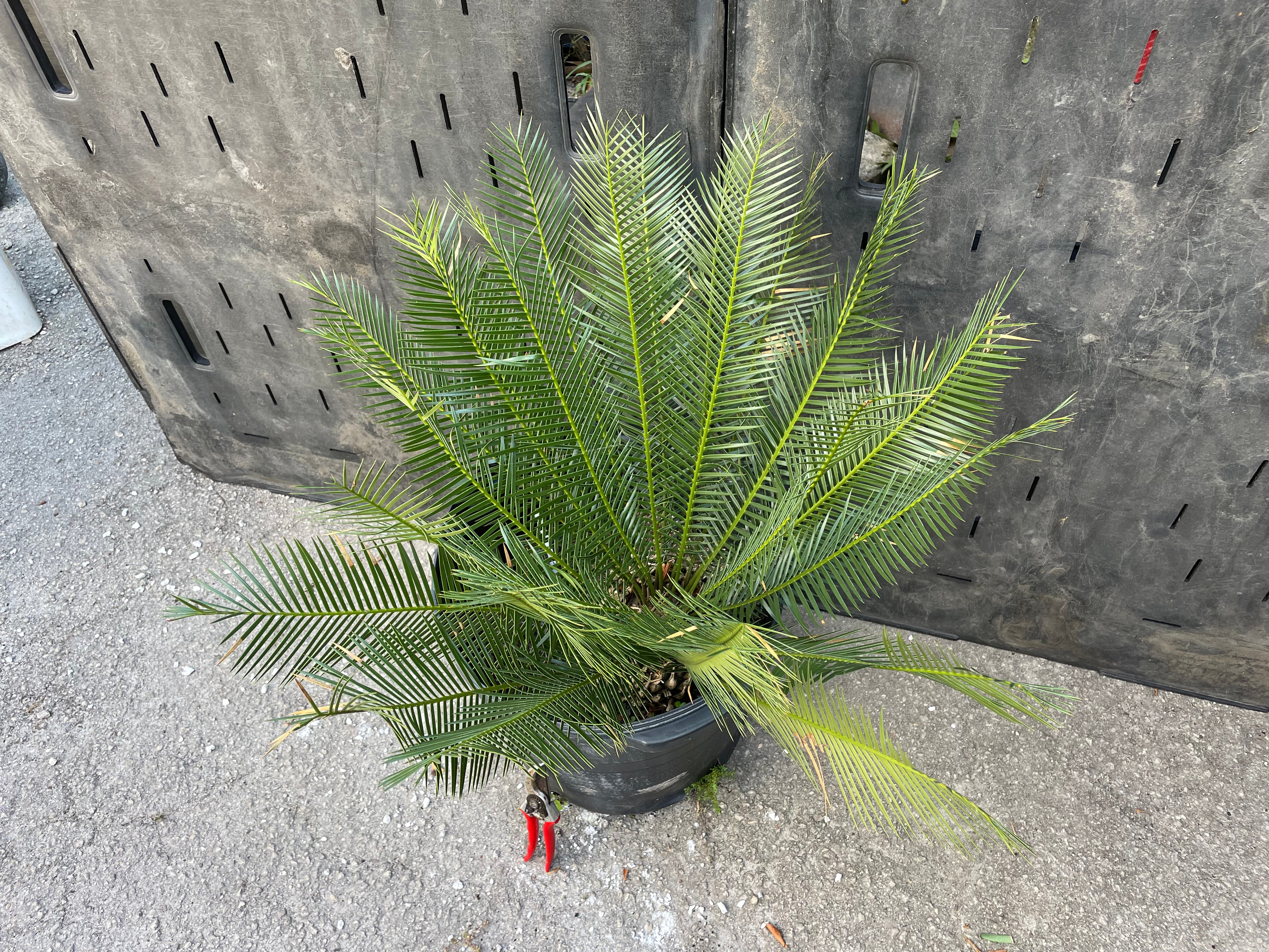 Dioon caputoi