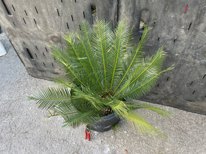 Dioon caputoi