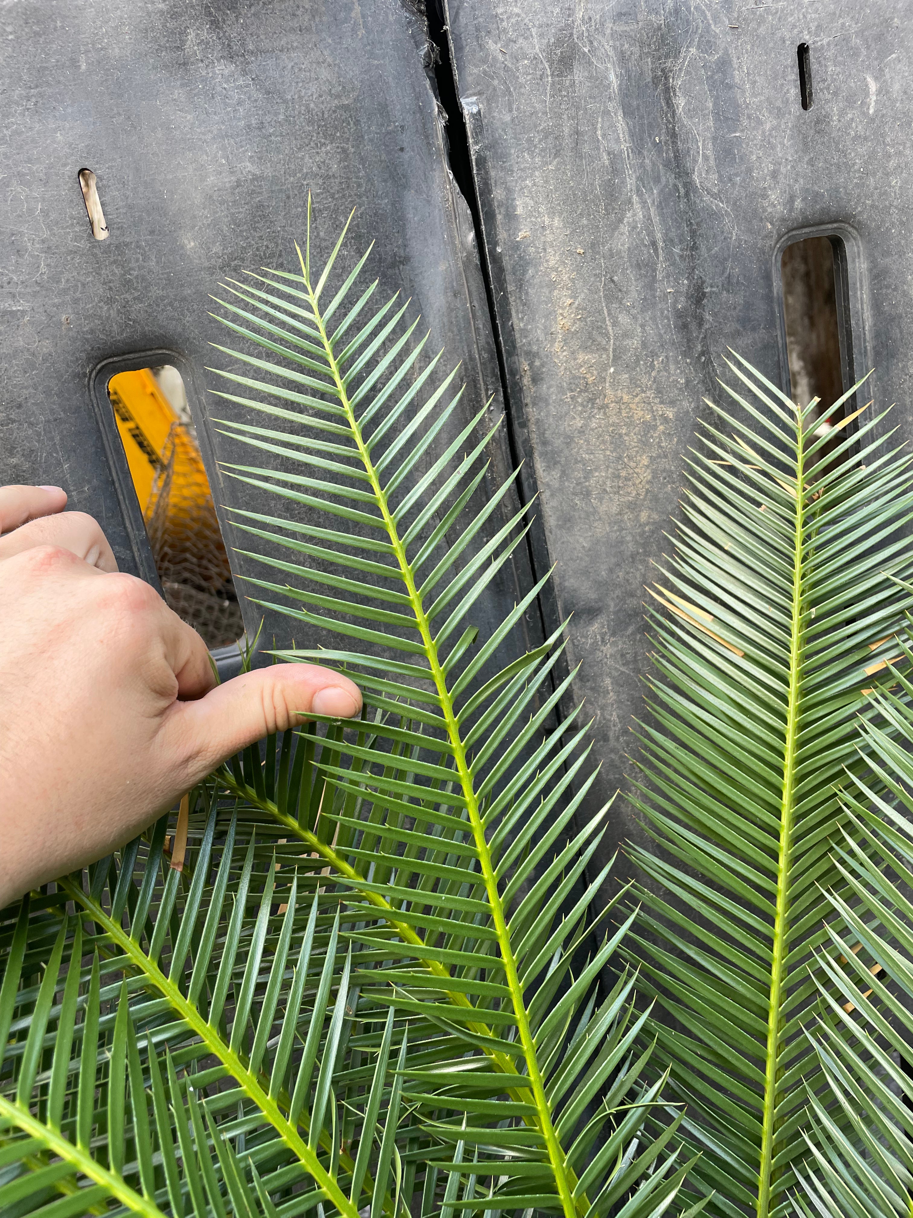 Dioon caputoi