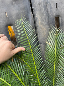 Dioon caputoi